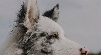 where to take your dog in Malta