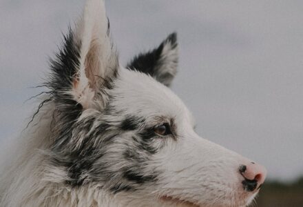 where to take your dog in Malta