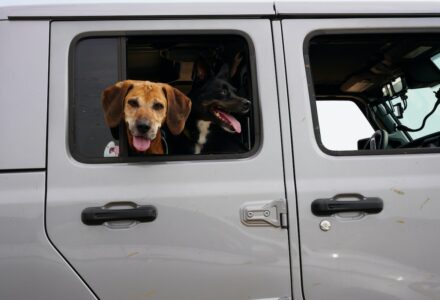UK pet relocation services