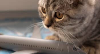 cat and plane