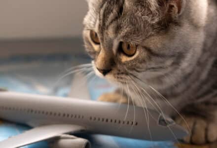 cat and plane