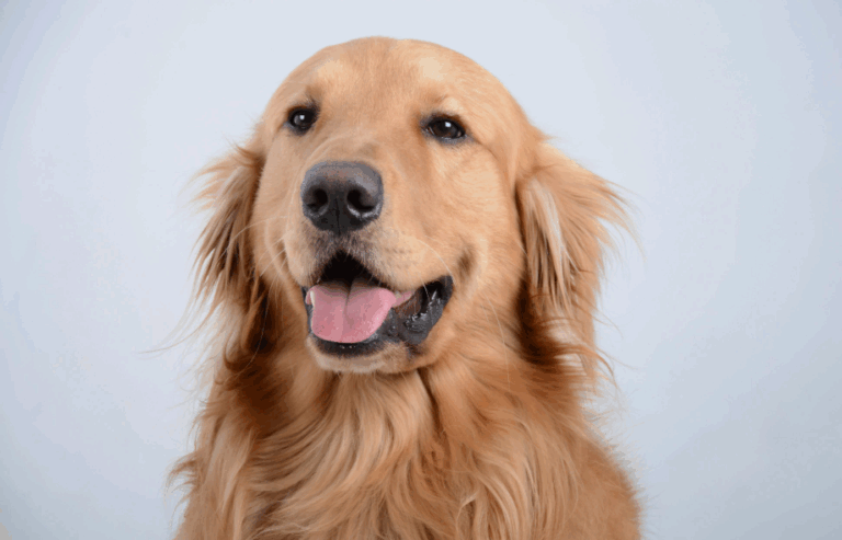 10 great facts about golden retrievers | PetAir UK