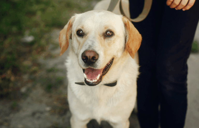 10 interesting facts about labradors | PetAir UK