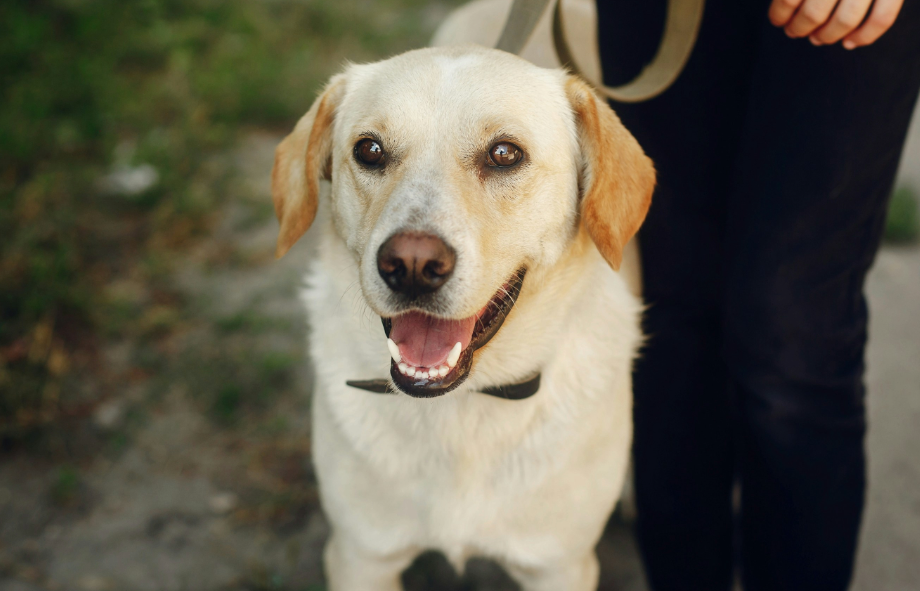 10 interesting facts about labradors | PetAir UK