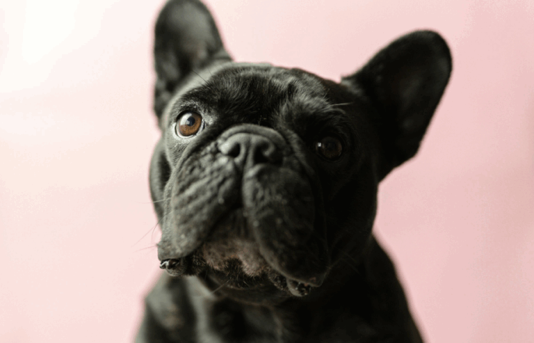 10 interesting facts about pugs | PetAir UK