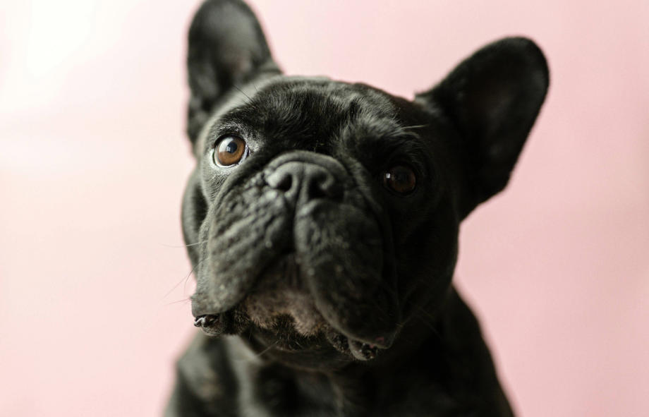 10 interesting facts about pugs | PetAir UK