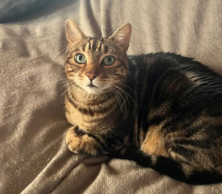 Pet travel for cats | PetAir UK