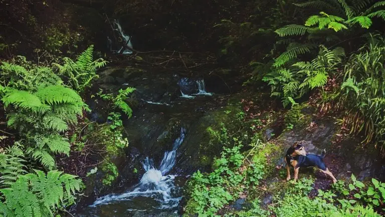 Where to take your dog in Ireland | PetAir UK