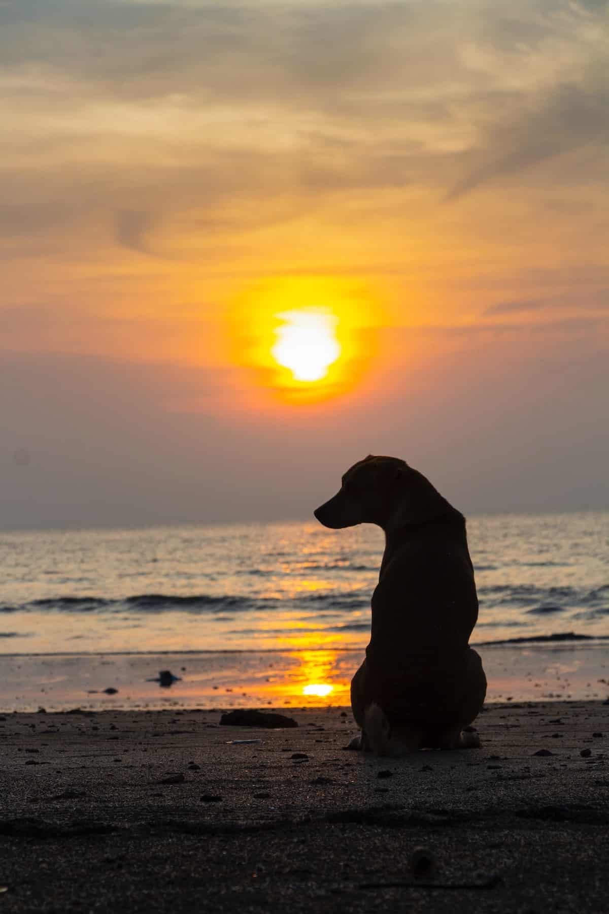 Where to take your dog in Mumbai | PetAir UK