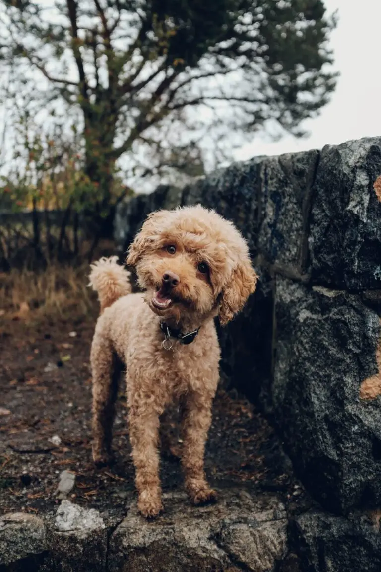 Preparing and travelling with my dog to the USA | PetAir UK