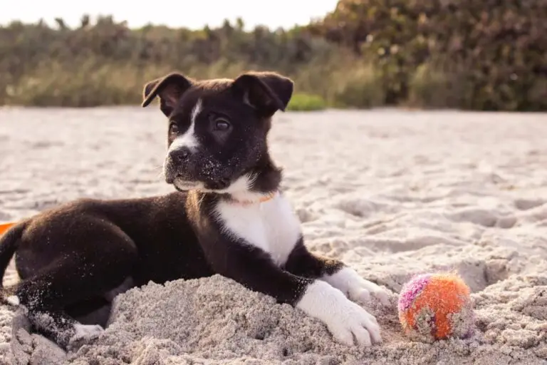 Vaccination and health requirements - what does my pet need to travel to the USA | PetAir UK