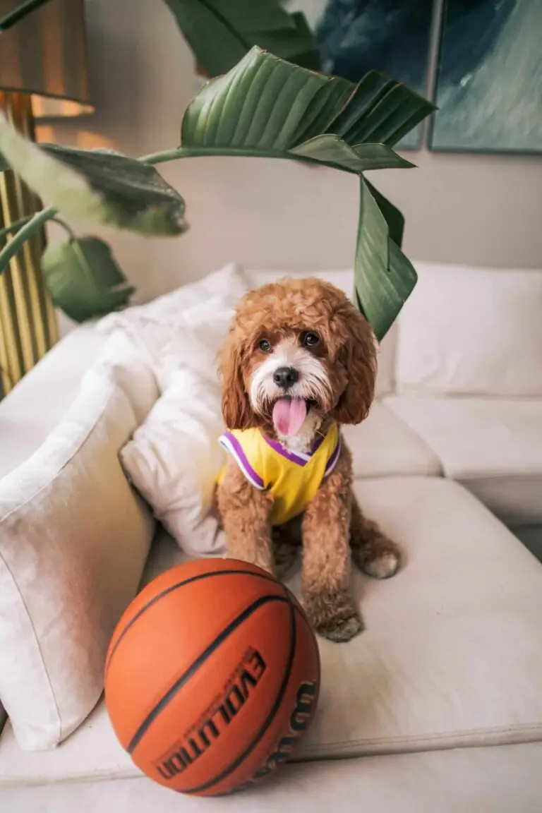 Everything you need to know about transporting your pet to the USA | PetAir UK