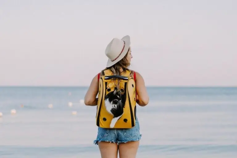 Navigating Pet Travel to the United States: Health and Vaccines | PetAir UK