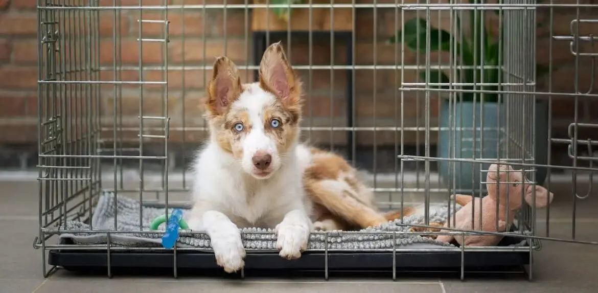On The Move: Exploring Pet Transport Costs And Crates | PetAir UK