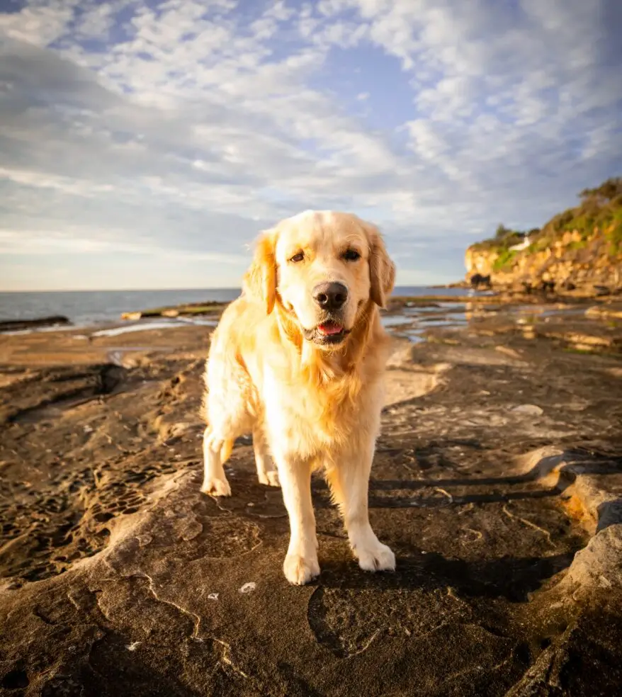 Relocating Your Pet to Brisbane: What You Need to Know | PetAir UK