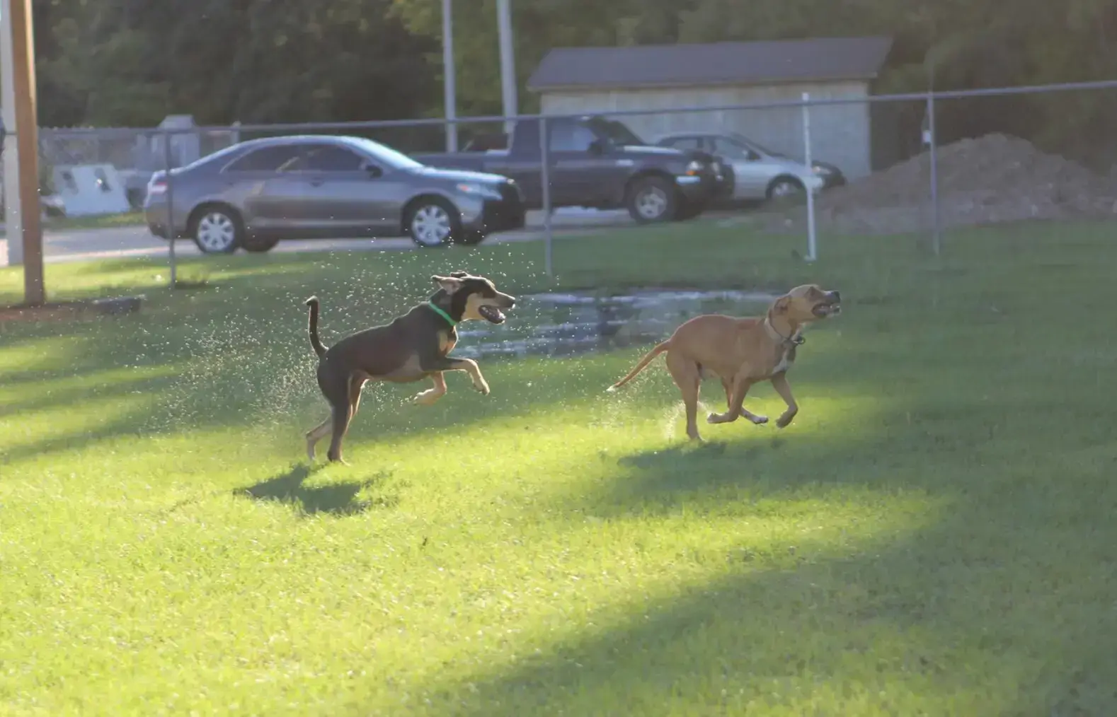 Toronto’s Best Pet-Friendly Spots: A Guide for You and Your Dog | PetAir UK