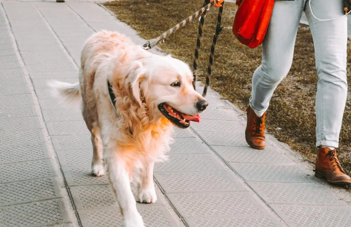 Dog-Friendly Adventures in Montreal | PetAir UK