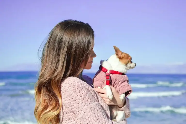 Where to take your dog in Greece | PetAir UK