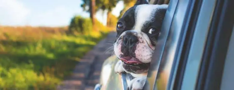 Hefty Fine for Driving With an Unsecured Dog | PetAir UK