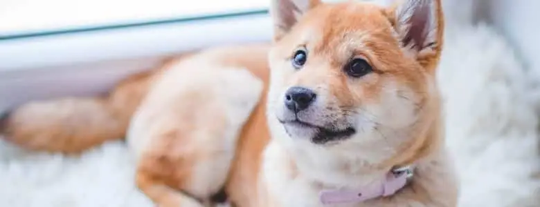 Keeping your pet entertained on a rainy day | PetAir UK