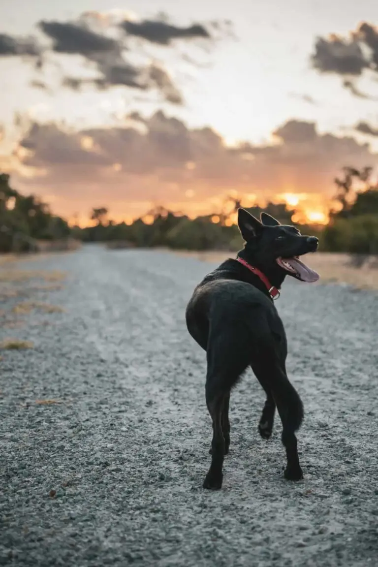 Exploring Hobart Australia with Your Pet: Top Outdoor Adventures | PetAir UK