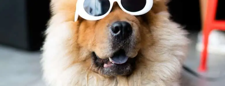 How to turn your pet into a social media superstar | PetAir UK