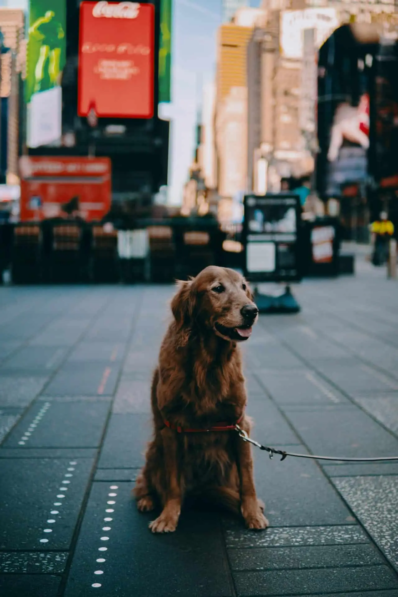 Where to Take Your Dog in New York | PetAir UK