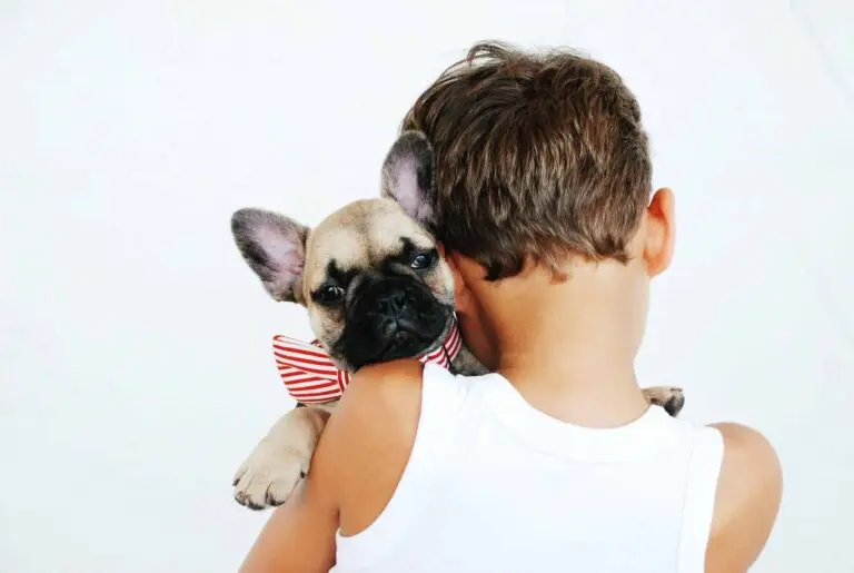 Flying snub nosed pets to Aus - June 2020 update | PetAir UK