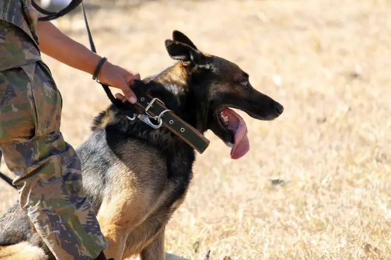 What happens to retired service dogs? | PetAir UK