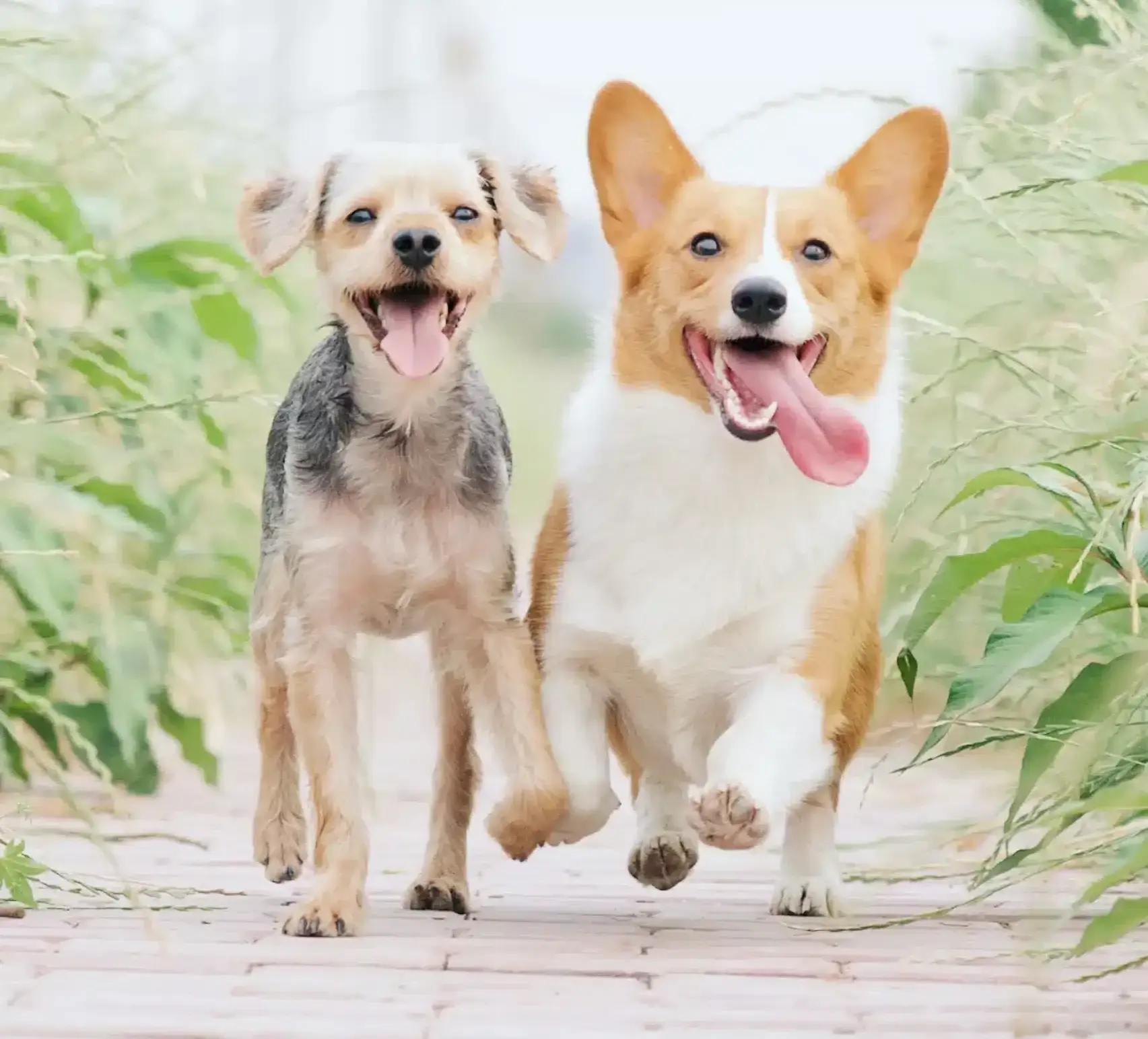 Things to do with your dog in Brisbane | PetAir UK