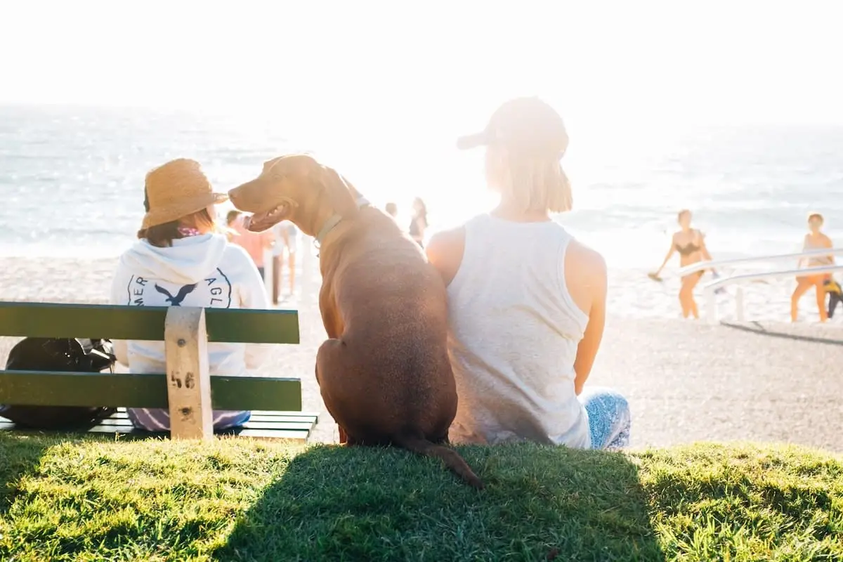 Where to take your dog in Perth | PetAir UK