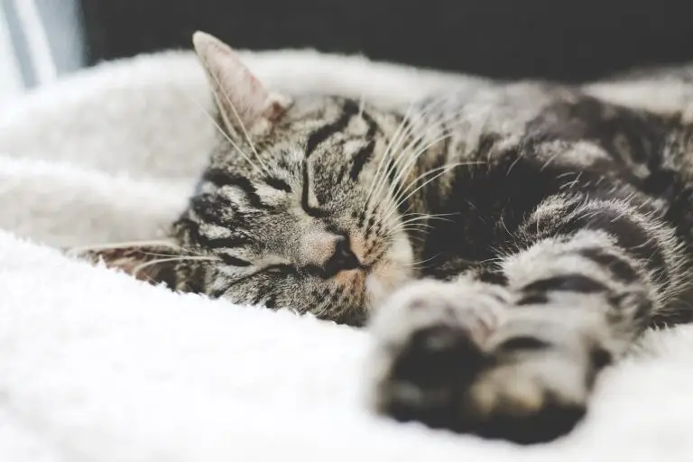 Taking a cat to America from the UK: A guide for pet owners | PetAir UK