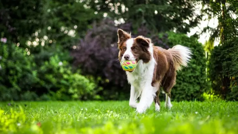 Cultural Considerations: Dog ownership guide to Australia | PetAir UK