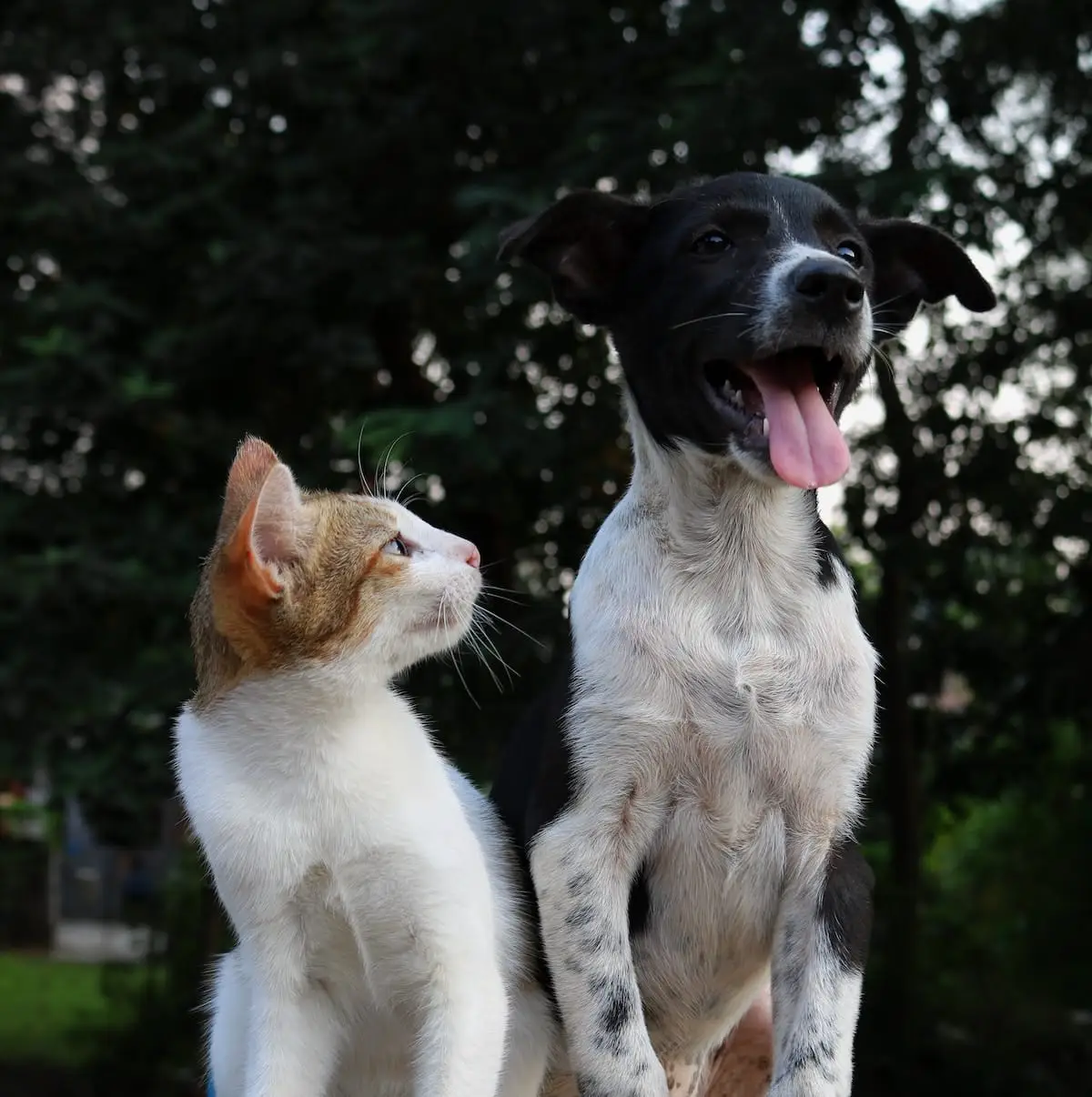 Study reveals cats are just as loyal as dogs | PetAir UK