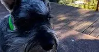 Archie flew to New Zealand - September 2018 | petAir UK