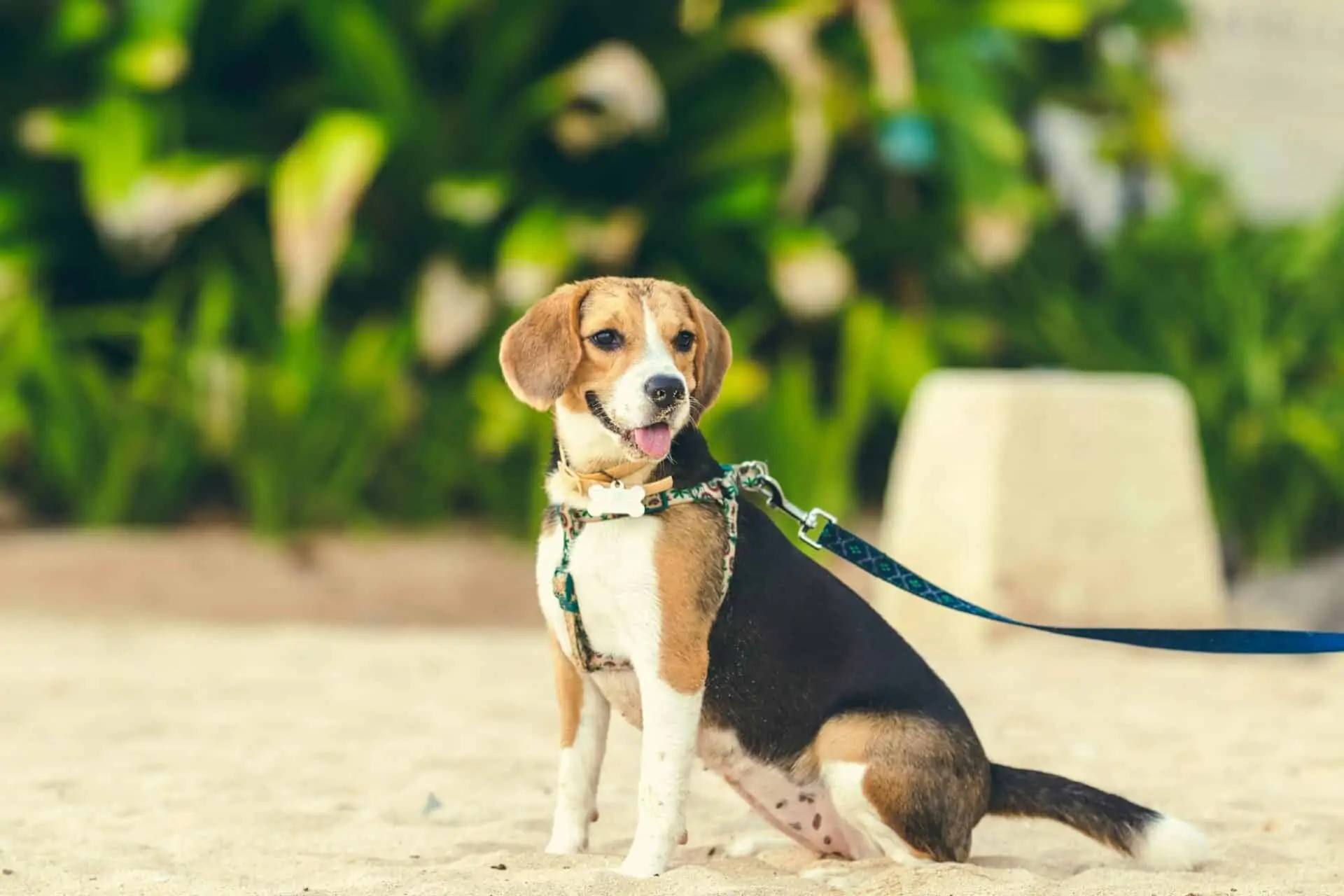 Things to do with your pet in Mumbai | PetAir UK