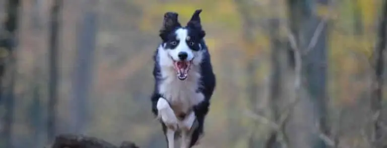 Why you should regularly worm your dog | PetAir UK