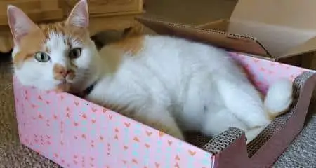 Pet travel for cats | PetAir UK
