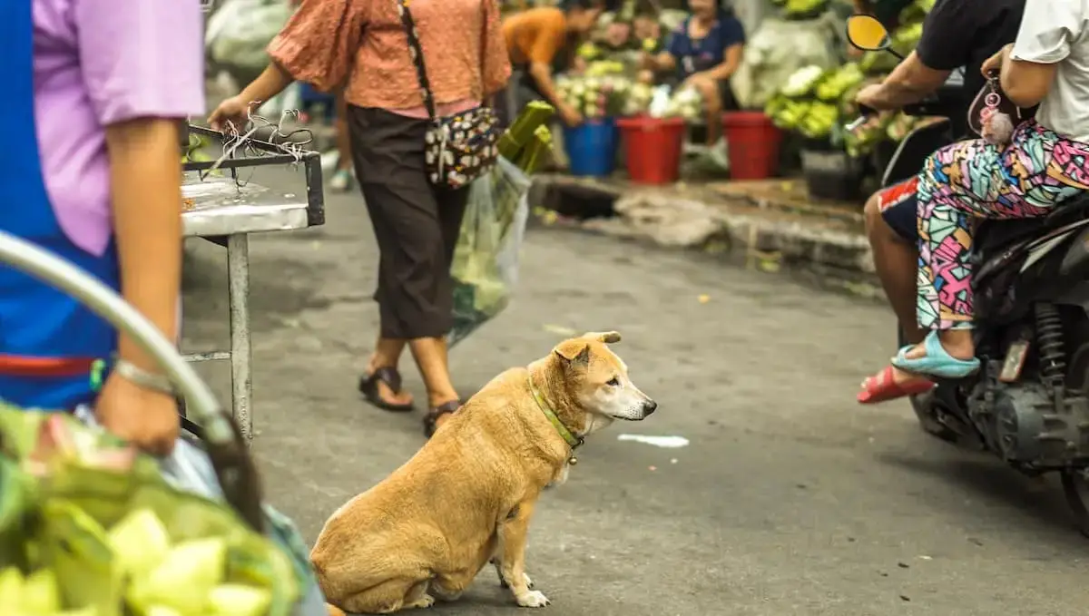 Pet travel and relocation | PetAir UK