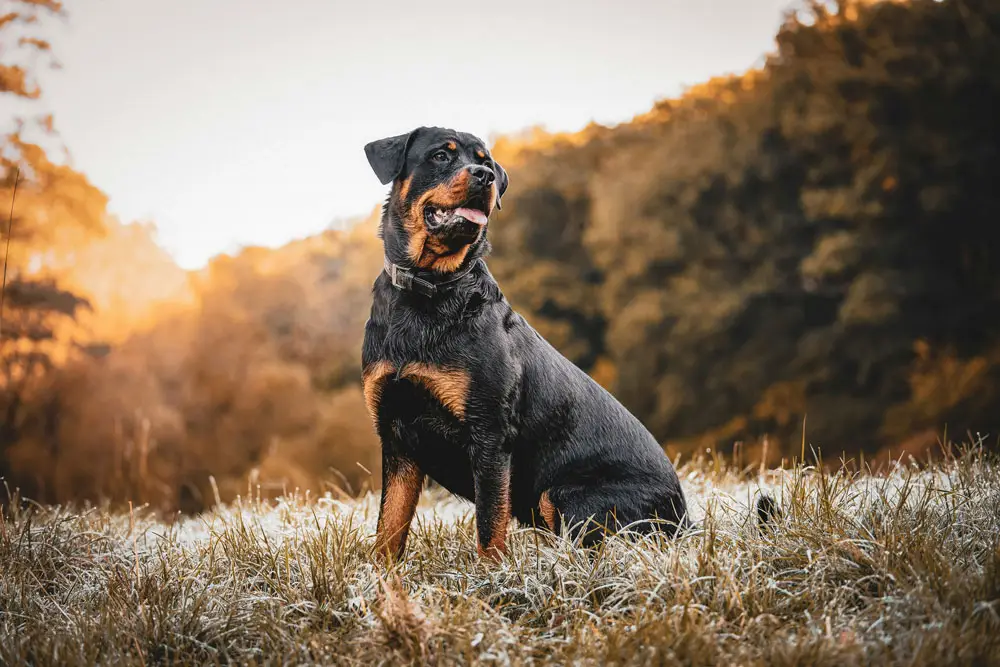 Banned dog breeds in the USA | PetAir UK