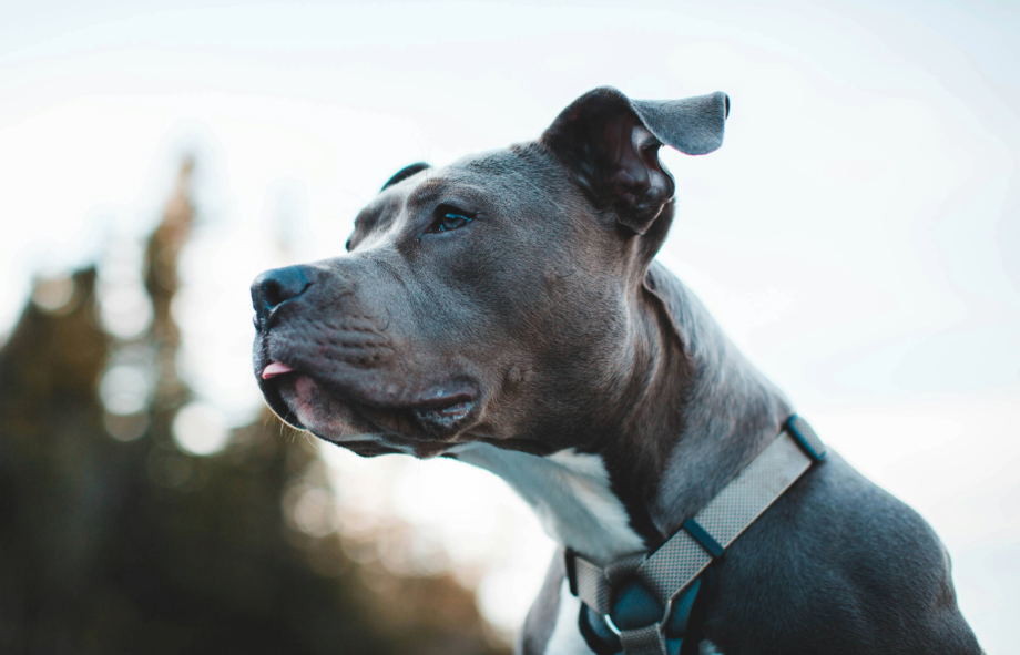 Are there banned dog breeds in the USA | PetAir UK