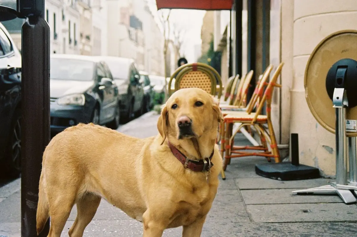 Where to take your dog in Montpellier, France | PetAir UK