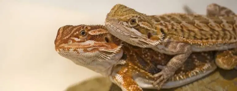 A Guide To Caring For Bearded Dragons | PetAir UK