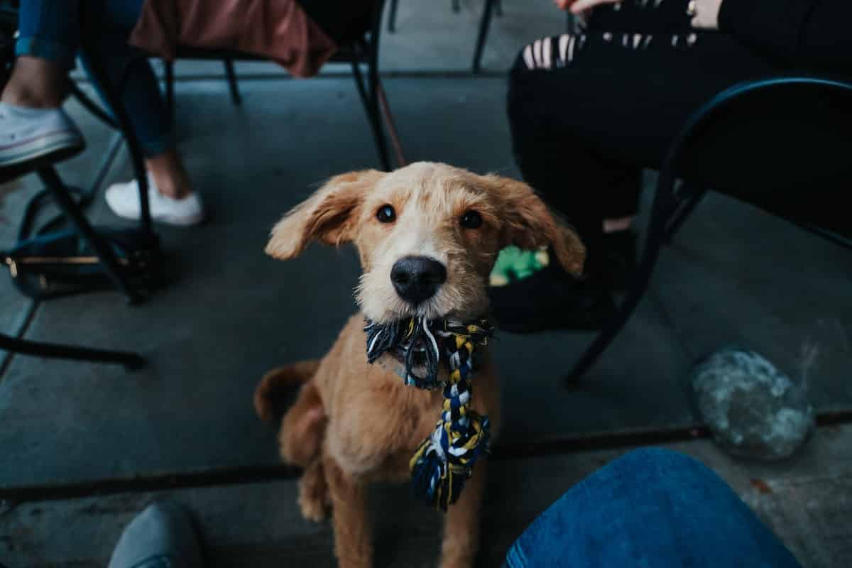 Where to take your dog in Dubai | PetAir UK