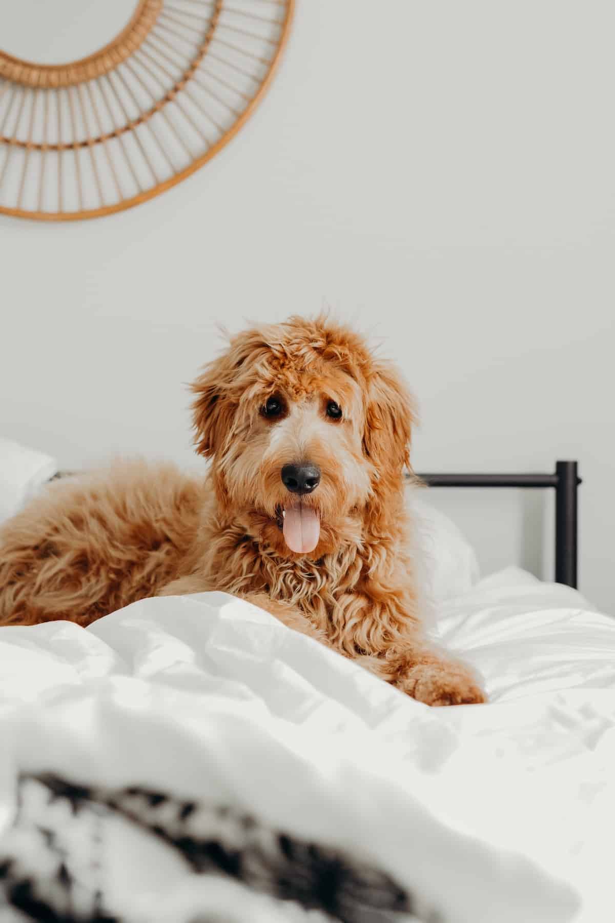 Do you let your pet share your bed with you? | PetAir UK
