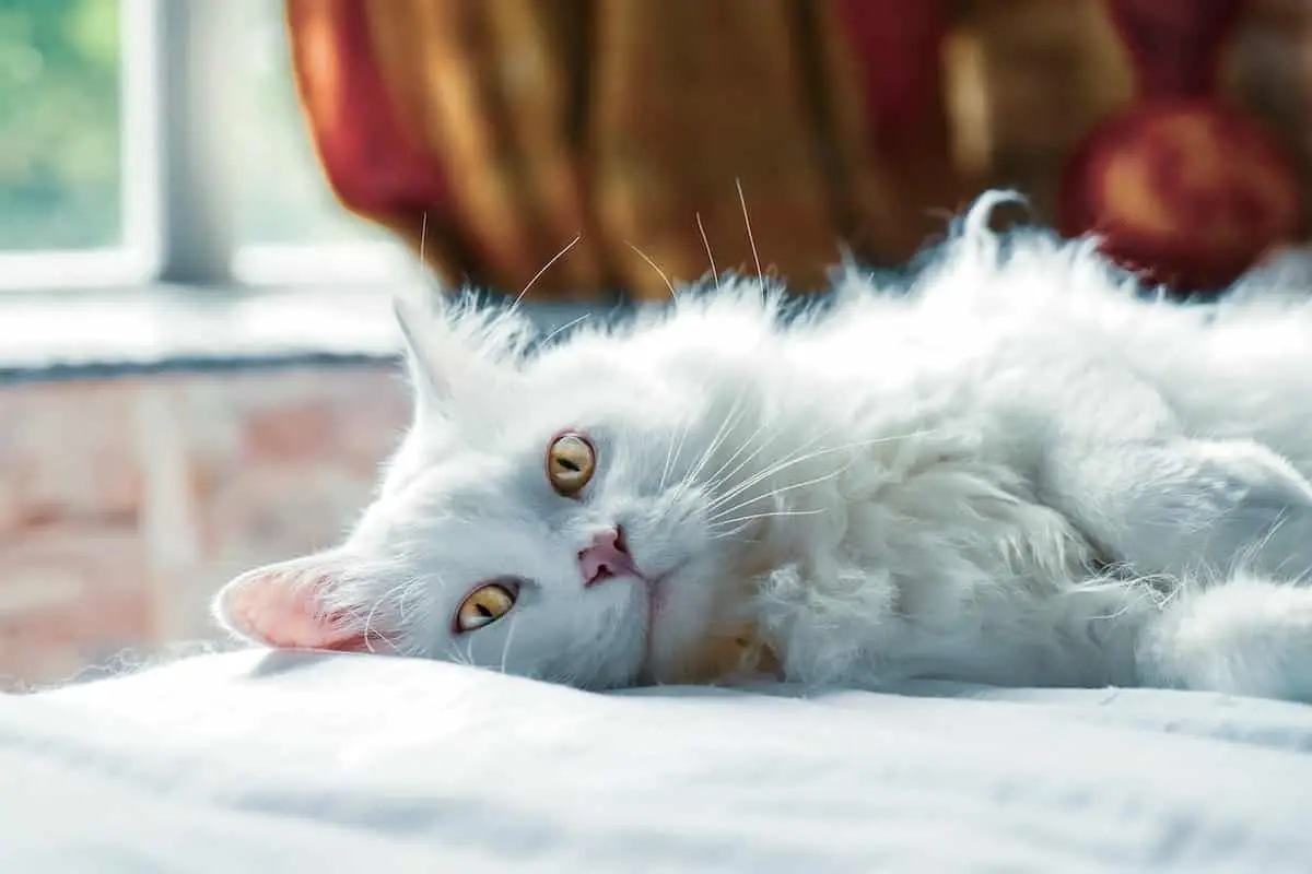 Luxury cat hotel opens in Singapore | PetAir UK