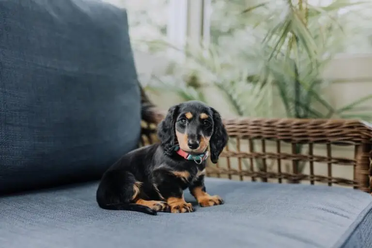 Where to take your dog in Orlando, Florida | PetAir UK