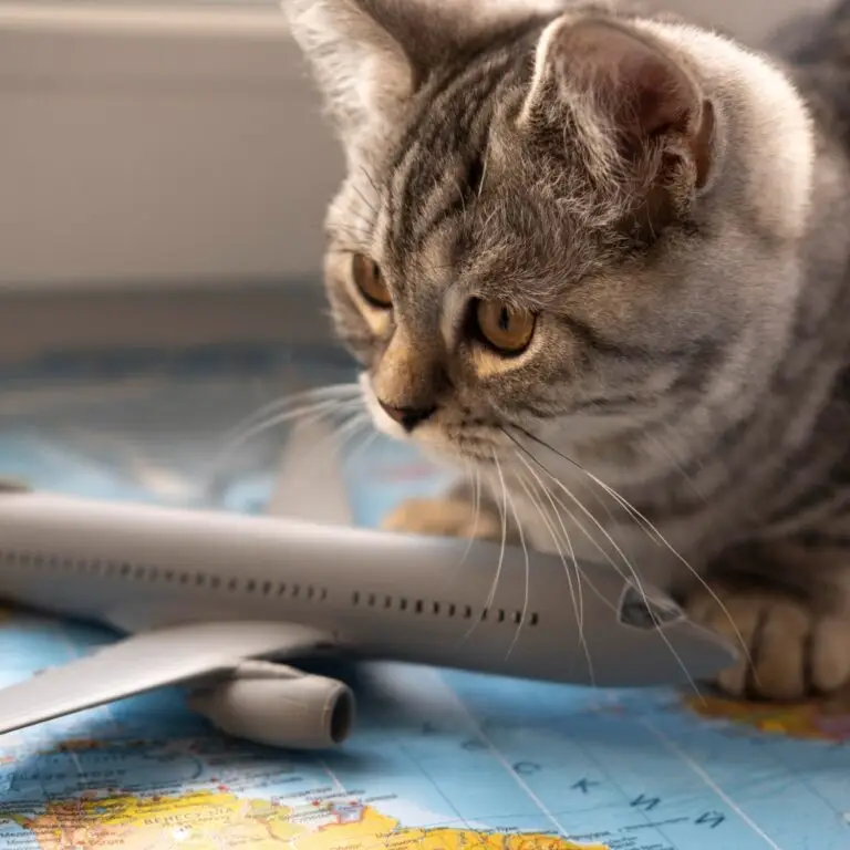 What does my cat need to travel to the USA? | PetAir UK