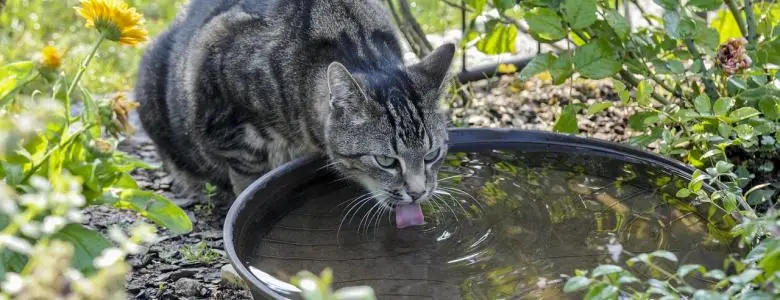 Why are cats scared of water? | PetAir UK