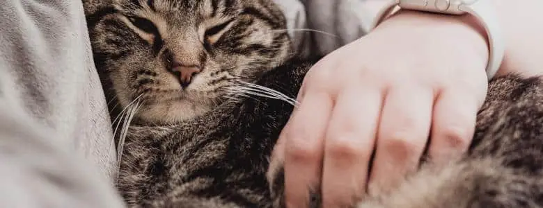 1 in 3 people prefer their pets to their partners | PetAir UK